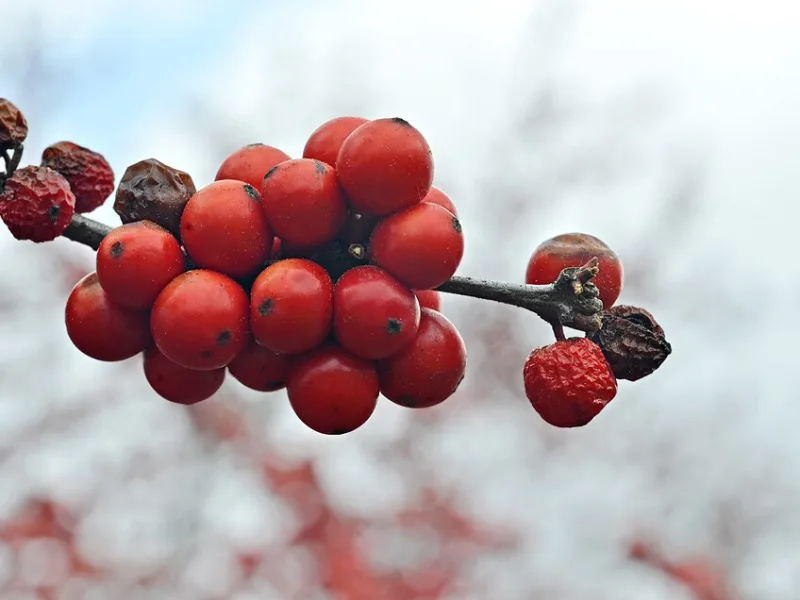 Winterberry 'Winter Red' (Ilex verticillata 'Winter Red') in flower