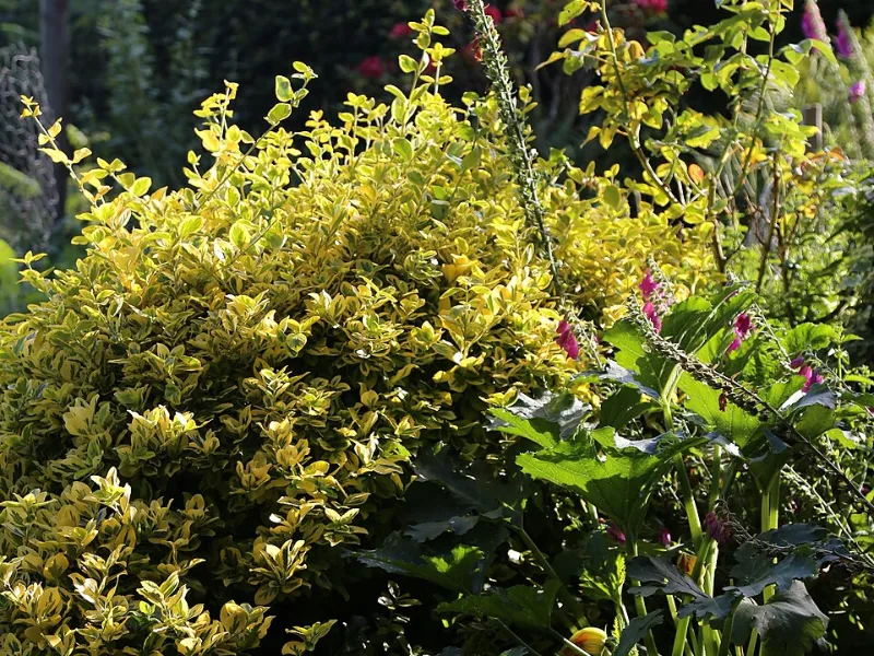 Wintercreeper 'Emerald 'n' Gold' (Euonymus fortunei 'Emerald 'n' Gold')