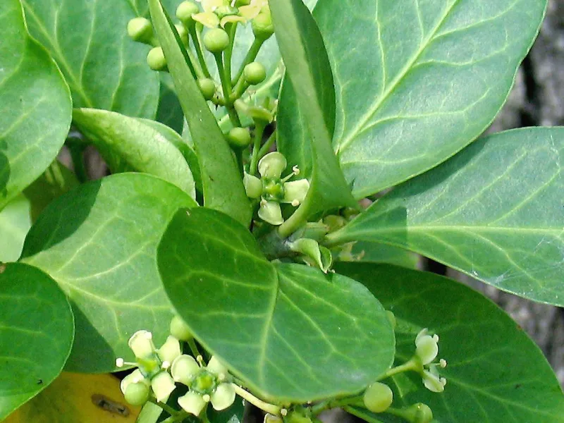 Wintercreeper (Euonymus fortunei)