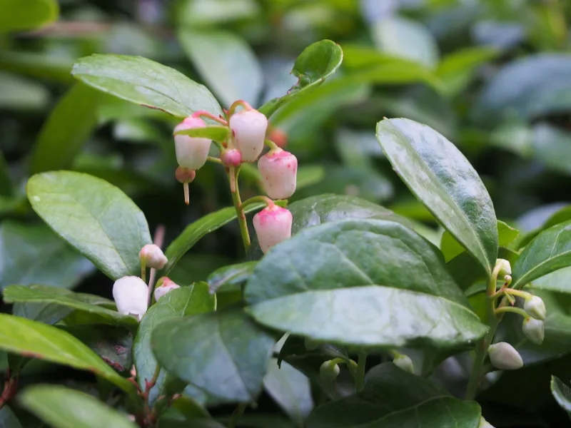 Wintergreen (Gaultheria procumbens) in flower