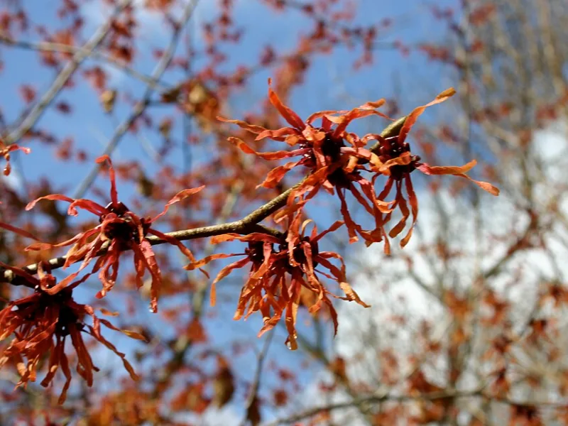 Witch hazel 'Diane' (Hamamelis x intermedia 'Diane') in flower