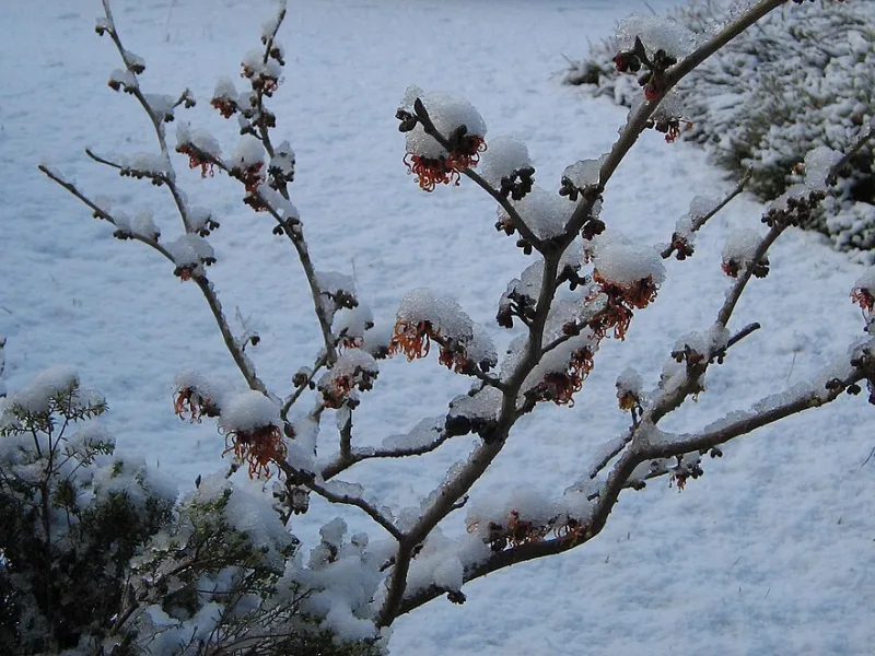 Witch hazel 'Jelena' (Hamamelis x intermedia 'Jelena') in flower