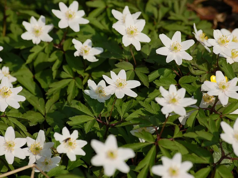 Wood anemone (Anemone nemorosa) in flower