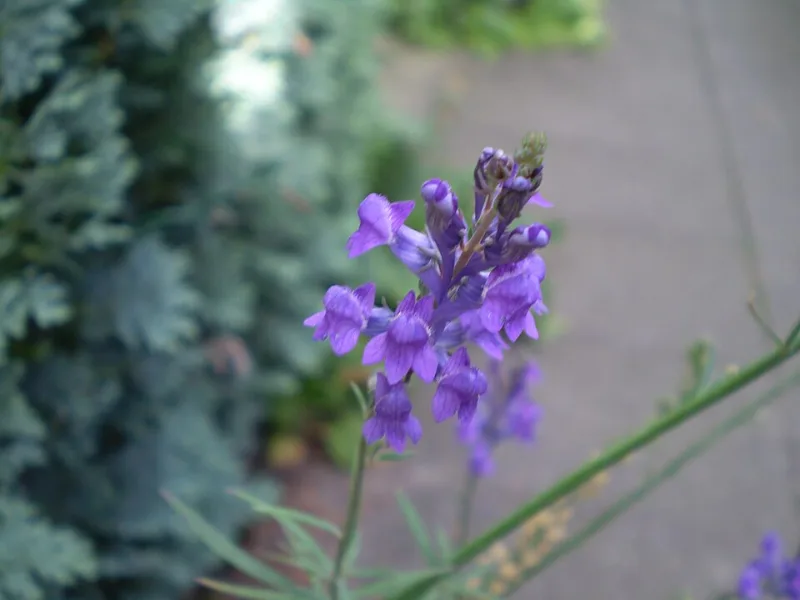 Wood sage 'East Friesland' (Salvia nemorosa 'Ostfriesland') in flower