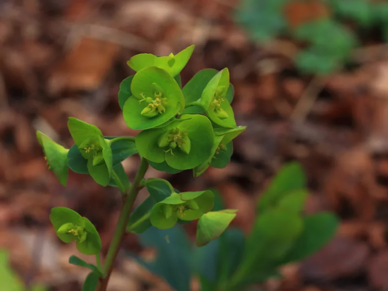 Wood spurge (Euphorbia amygdaloides var. robbiae) in flower