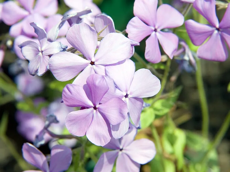 Woodland phlox 'Blue Moon' (Phlox divaricata 'Blue Moon') in flower