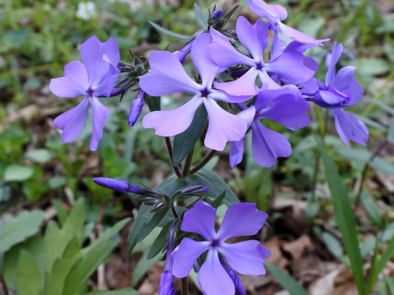 Woodland phlox (Phlox divaricata) in flower