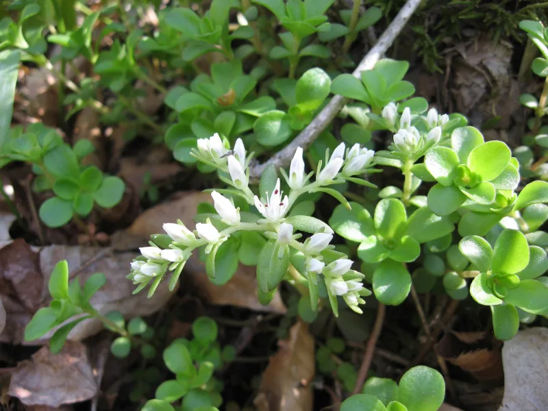 Woodland stonecrop (Sedum ternatum) in flower
