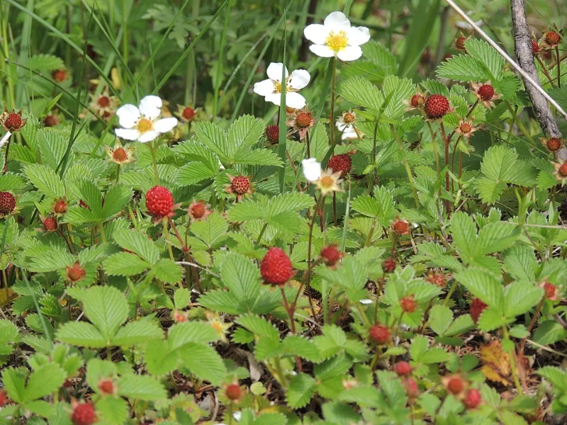 Woodland strawberry (Fragaria vesca) in flower