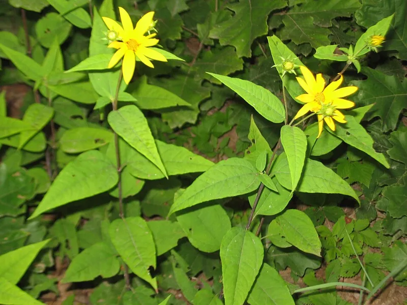 Woodland sunflower (Helianthus divaricatus) in flower