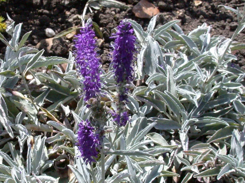 Woolly speedwell (Veronica incana) in flower