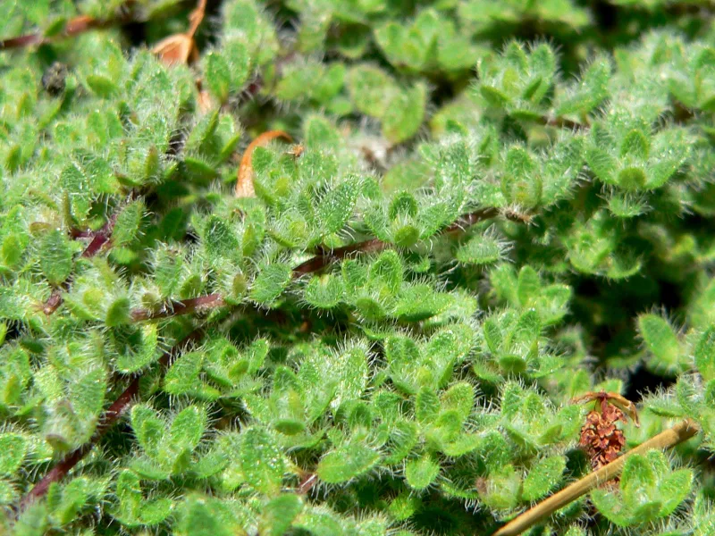 Woolly thyme (Thymus pseudolanuginosus)