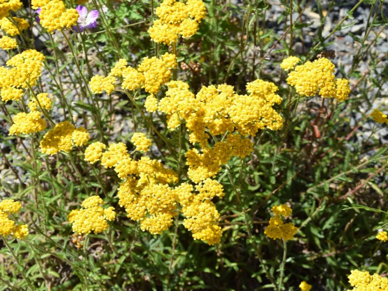 Woolly yarrow (Achillea tomentosa) in flower