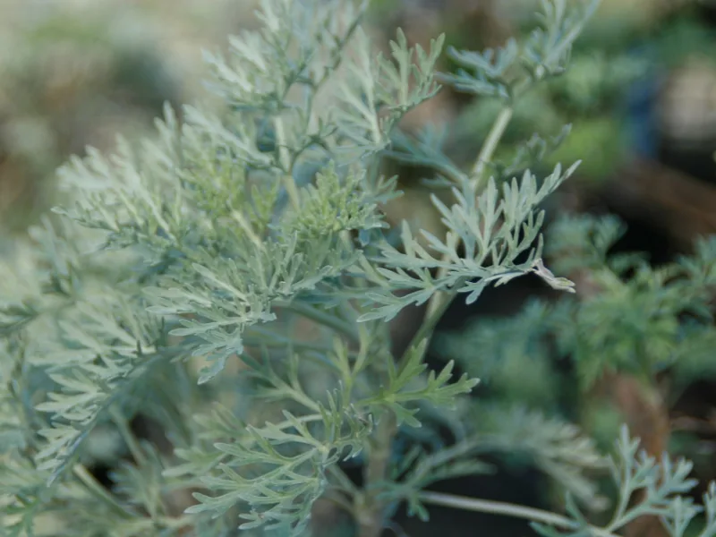 Wormwood 'Powis Castle' (Artemisia 'Powis Castle')