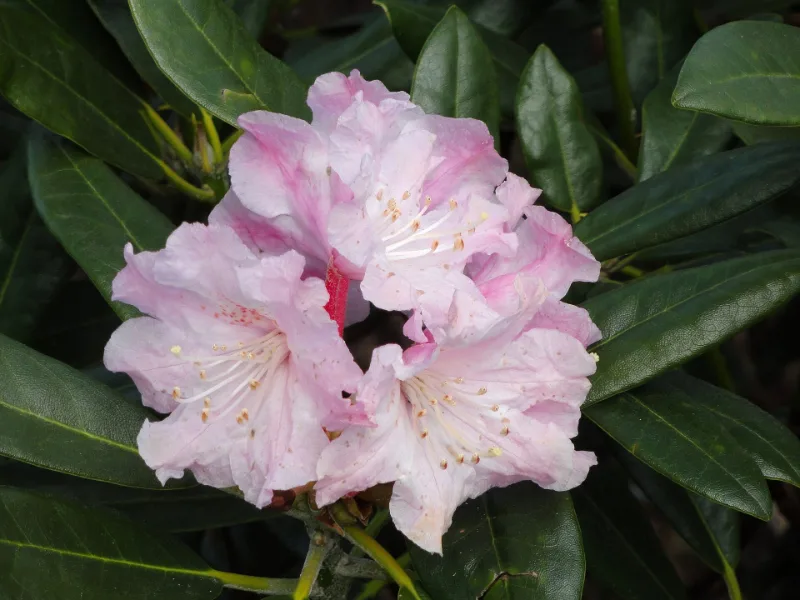 Yak rhododendron (Rhododendron yakushimanum) in flower