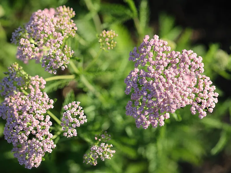 Yarrow 'Cerise Queen' (Achillea millefolium 'Cerise Queen') in flower