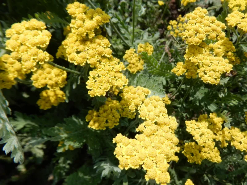 Yarrow 'Moonshine' (Achillea 'Moonshine') in flower