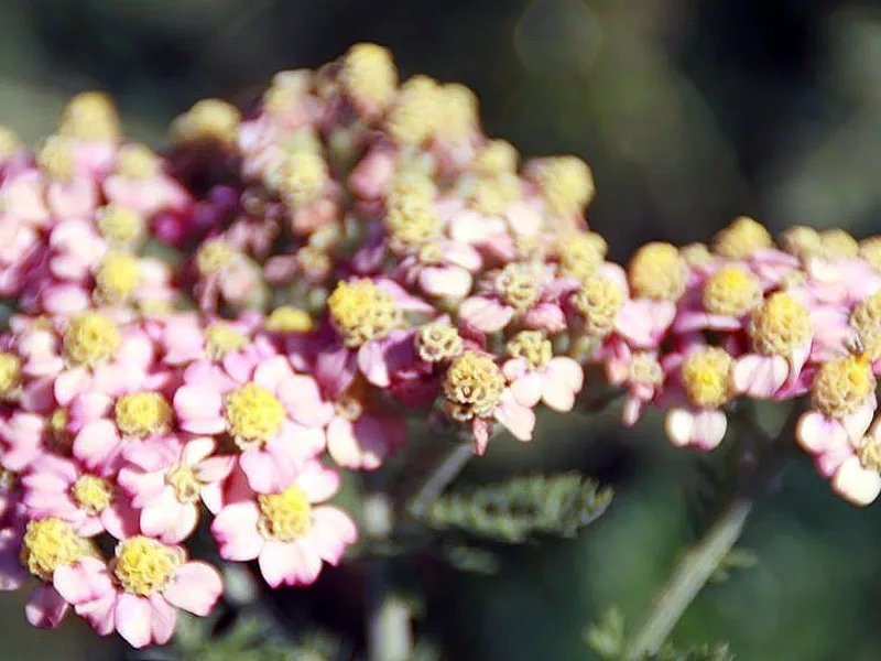 Yarrow 'Paprika' (Achillea millefolium 'Paprika') in flower