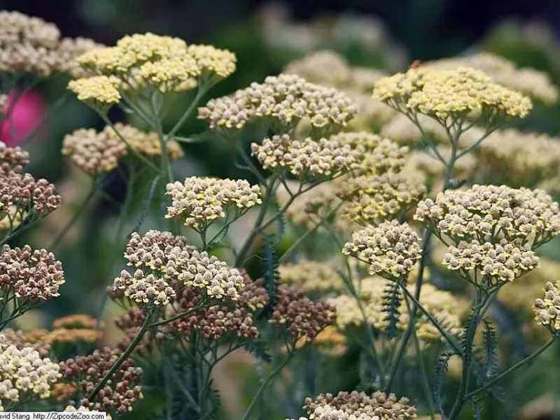 Yarrow 'Terracotta' (Achillea 'Terracotta') in flower