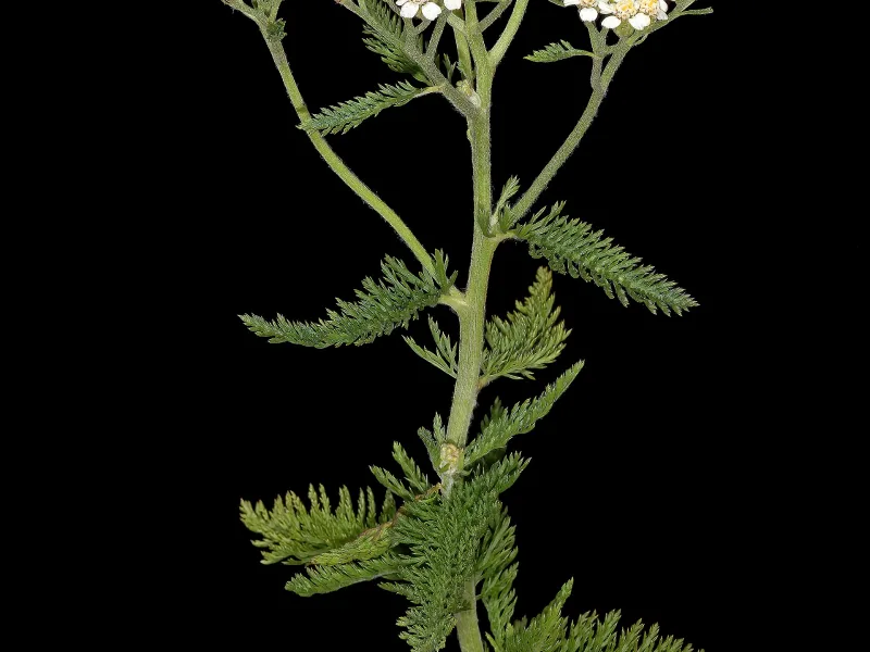 Yarrow (Achillea millefolium) in flower