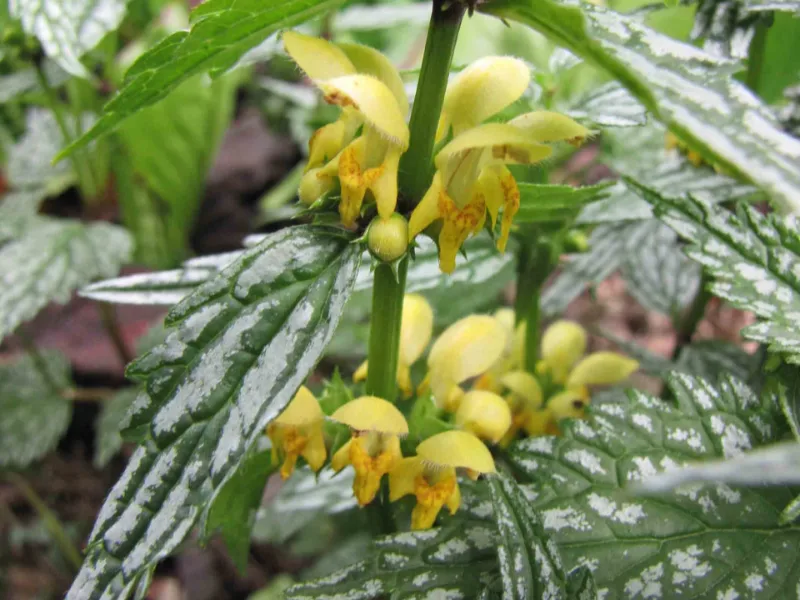 Yellow archangel 'Hermann's Pride' (Lamium galeobdolon 'Hermann's Pride') in flower