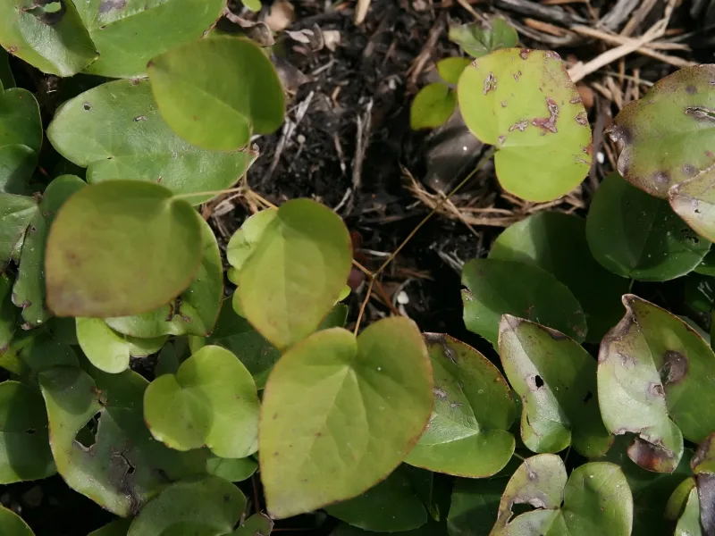 Yellow barrenwort 'Sulphureum' (Epimedium x versicolor 'Sulphureum') in flower