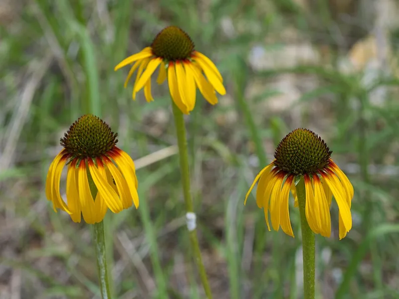 Yellow coneflower (Echinacea paradoxa) in flower