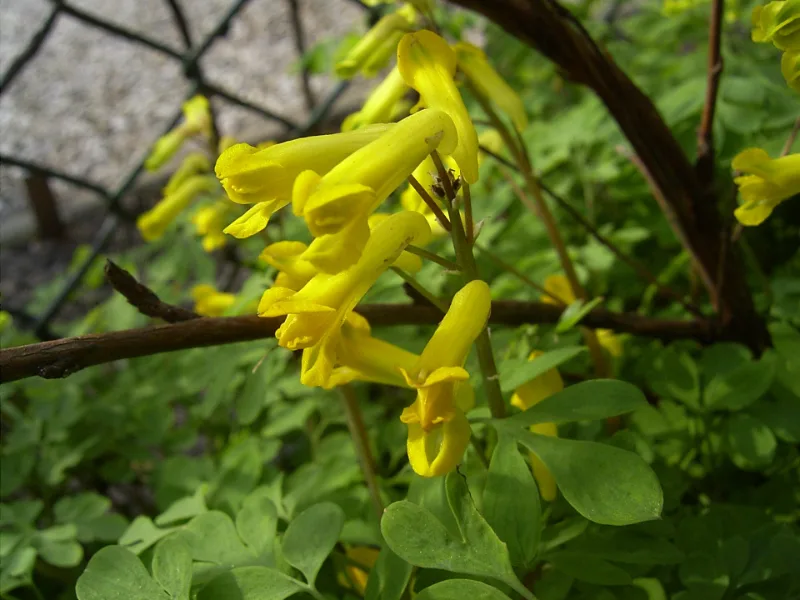 Yellow corydalis (Pseudofumaria lutea) in flower