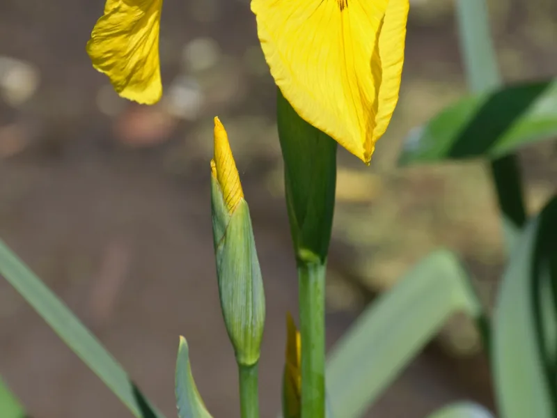 Yellow flag iris (Iris pseudacorus) in flower