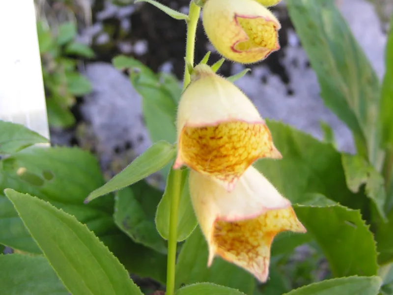 Yellow foxglove (Digitalis grandiflora) in flower