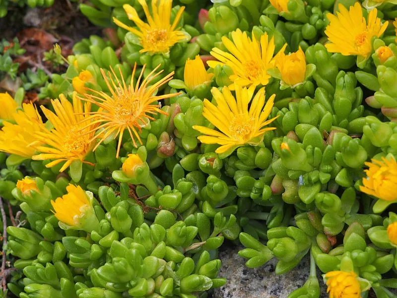 Yellow ice plant (Delosperma nubigenum) in flower