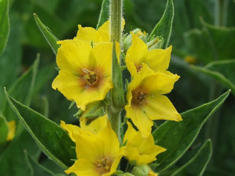 Yellow loosestrife (Lysimachia punctata) in flower
