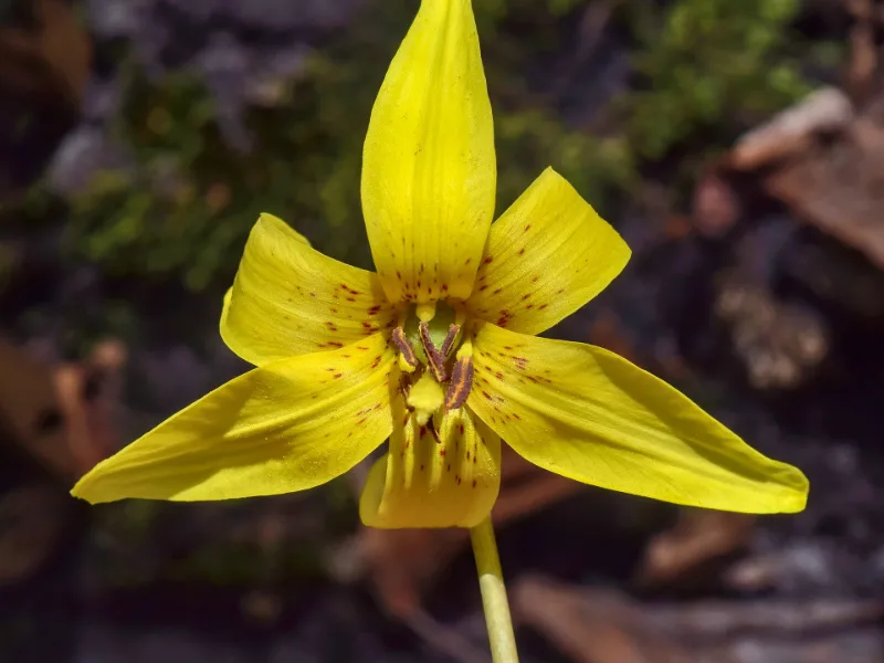Yellow trout lily (Erythronium americanum) in flower