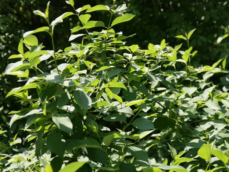 Yellow twig dogwood (Cornus sericea 'Flaviramea')