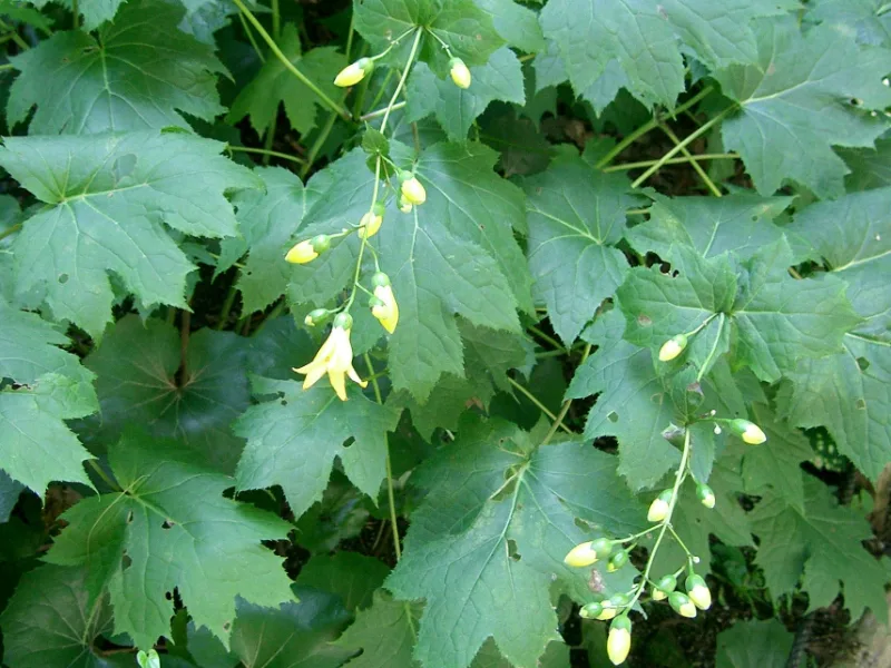 Yellow waxbells (Kirengeshoma palmata) in flower