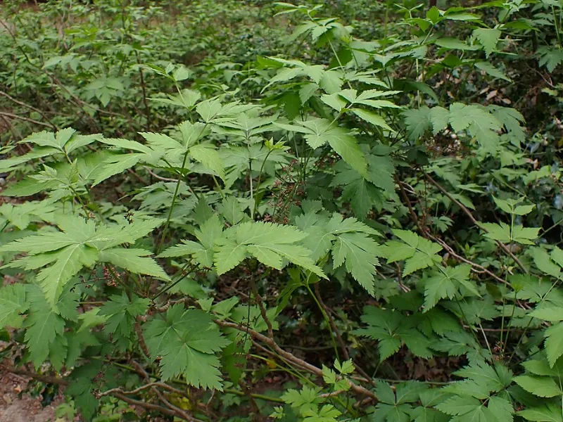 Yellowroot (Xanthorhiza simplicissima)