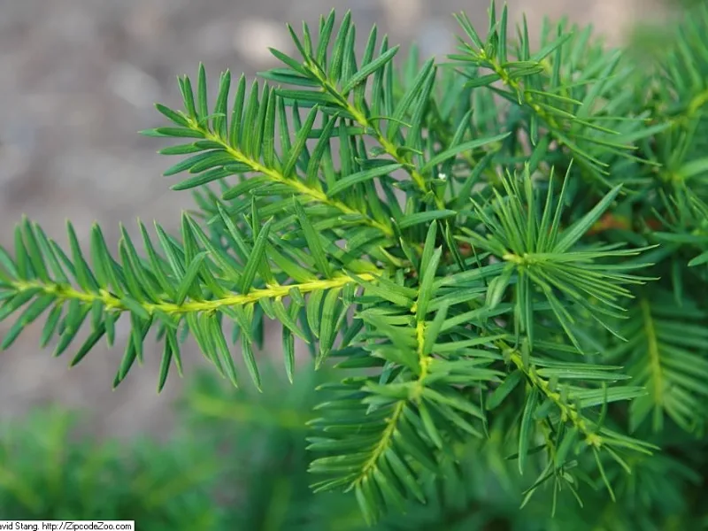 Spreading yew 'Densiformis' (Taxus x media 'Densiformis')