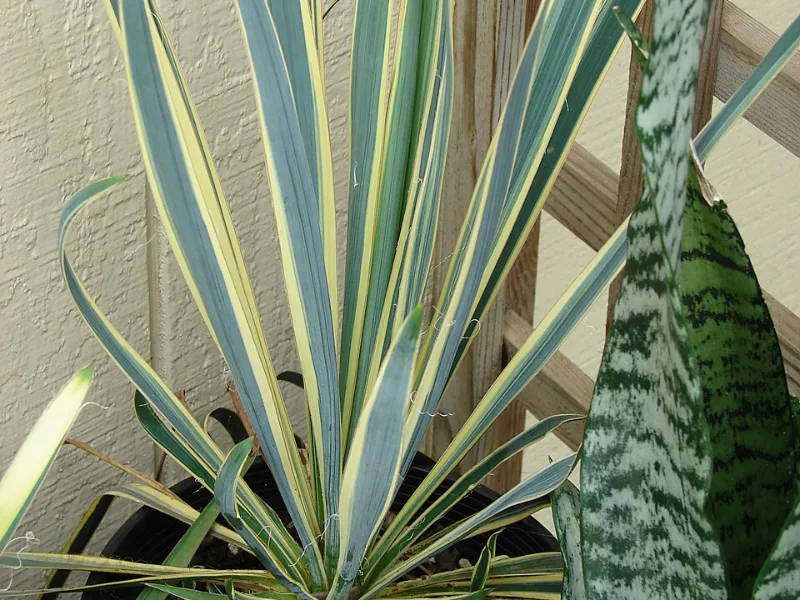Yucca 'Golden Sword' (Yucca flaccida 'Golden Sword') in flower