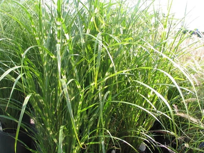 Zebra grass (Miscanthus sinensis 'Zebrinus') in flower