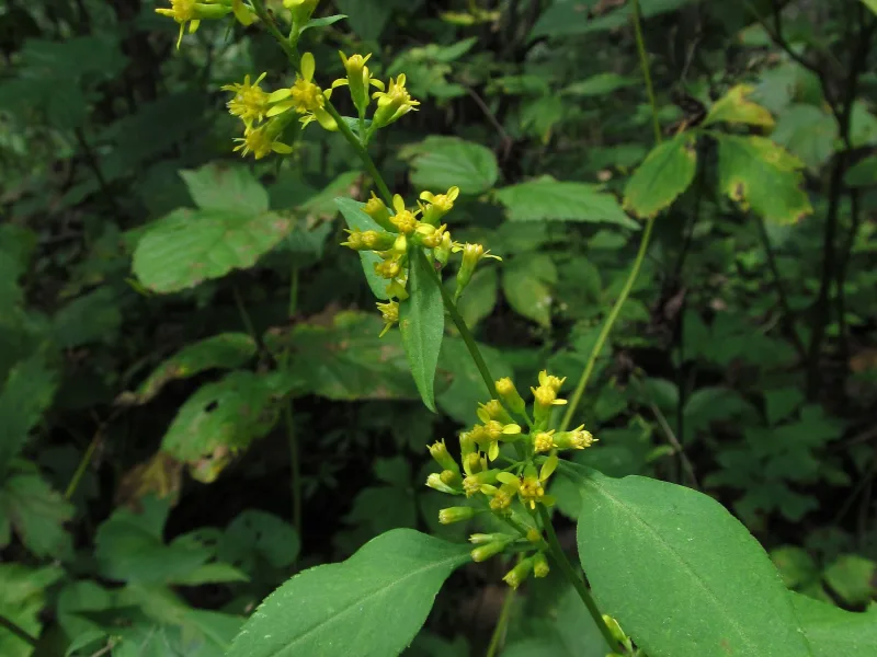 Zigzag goldenrod (Solidago flexicaulis) in flower